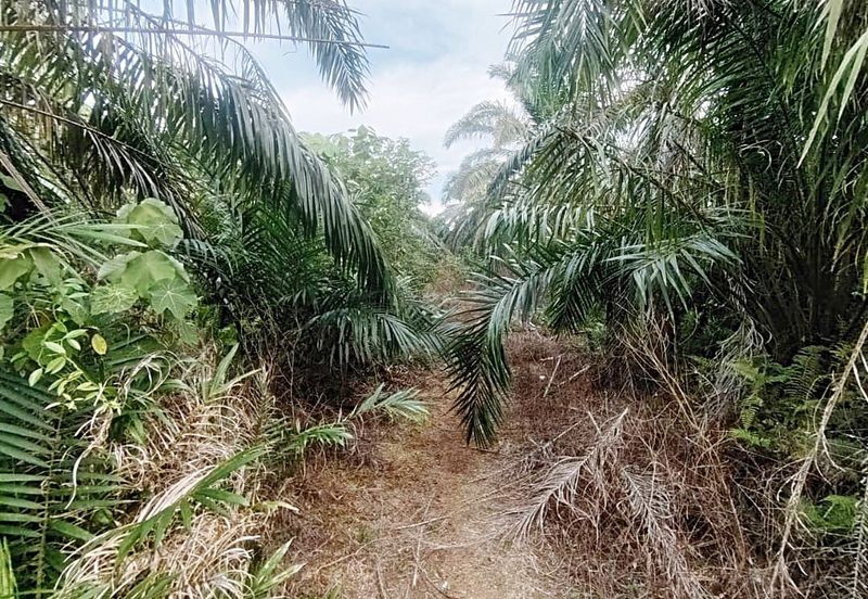Kampung Parit No 10 Jalan Yusof Sungai Balang Muar