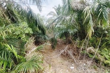 Kampung Parit No 10 Jalan Yusof Sungai Balang Muar