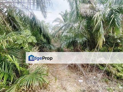 Kampung Parit No 10 Jalan Yusof Sungai Balang Muar, Johor, Muar