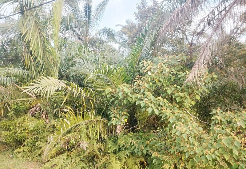 Kampung Parit No 10 Jalan Yusof Sungai Balang Muar