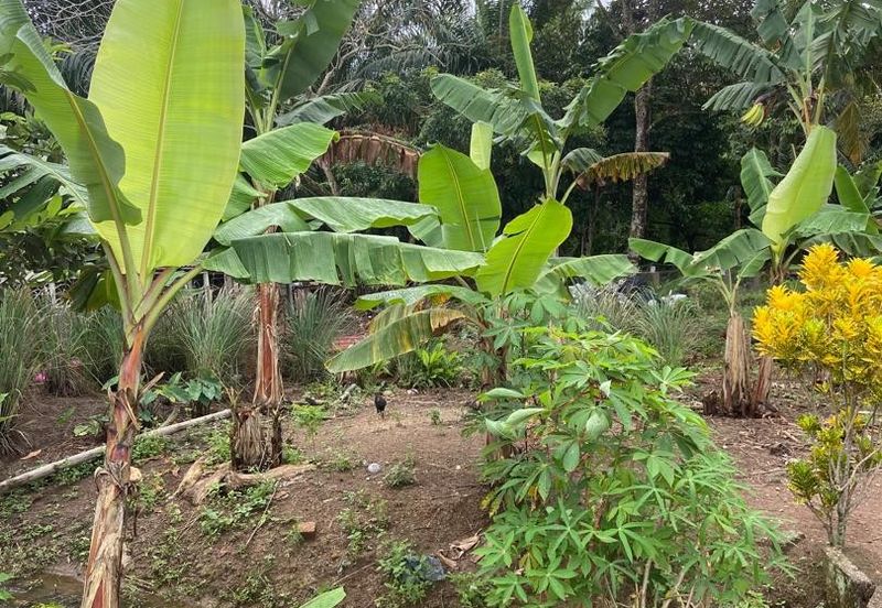 Kampung Parit Gantung Laut Parit Jawa Tanah 1.5 Ekar 