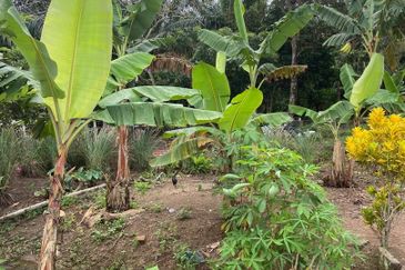 Kampung Parit Gantung Laut Parit Jawa Tanah 1.5 Ekar 