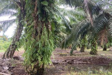 Kampung Parit Gantung Laut Parit Jawa Tanah 1.5 Ekar 