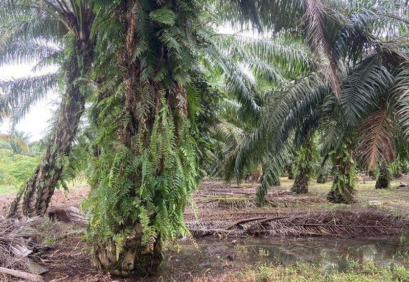 Kampung Parit Gantung Laut Parit Jawa Tanah 1.5 Ekar 