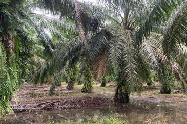 Kampung Parit Gantung Laut Parit Jawa Tanah 1.5 Ekar 