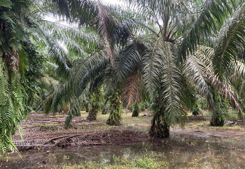 Kampung Parit Gantung Laut Parit Jawa Tanah 1.5 Ekar 