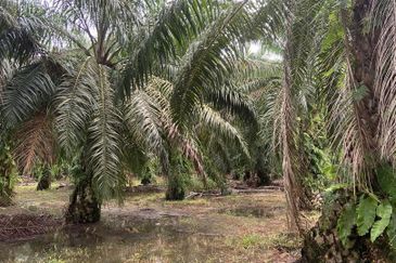Kampung Parit Gantung Laut Parit Jawa Tanah 1.5 Ekar 