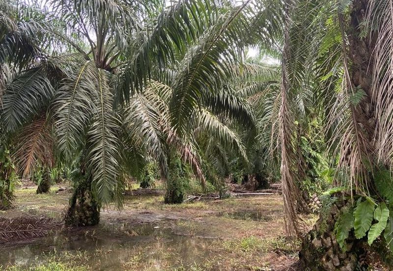 Kampung Parit Gantung Laut Parit Jawa Tanah 1.5 Ekar 