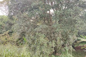 Tanah Di Banang Jaya Batu Pahat Tanah 1 Ekar Ber