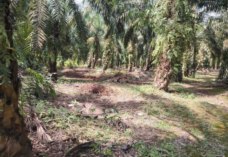 Kampung Parit  Lapis Berong Senggarang Batu Pahat Tanah 1.334 Ekar