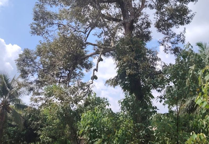 Kampung Parit  Lapis Berong Senggarang Batu Pahat Tanah 1.334 Ekar