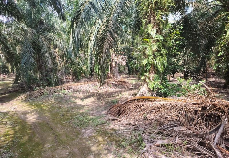 Kampung Parit  Lapis Berong Senggarang Batu Pahat Tanah 1.334 Ekar