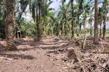 kampung Parit Lapis Semarang Darat Parit Raja Tanah !.8 Ekar