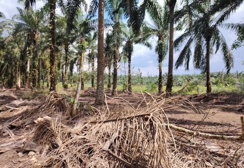 kampung Parit Lapis Semarang Darat Parit Raja Tanah !.8 Ekar