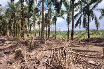 kampung Parit Lapis Semarang Darat Parit Raja Tanah !.8 Ekar