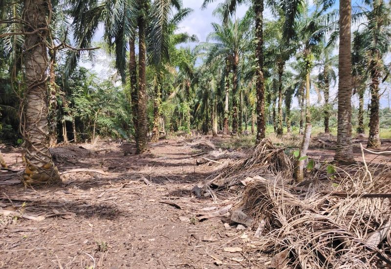 kampung Parit Lapis Semarang Darat Parit Raja Tanah !.8 Ekar
