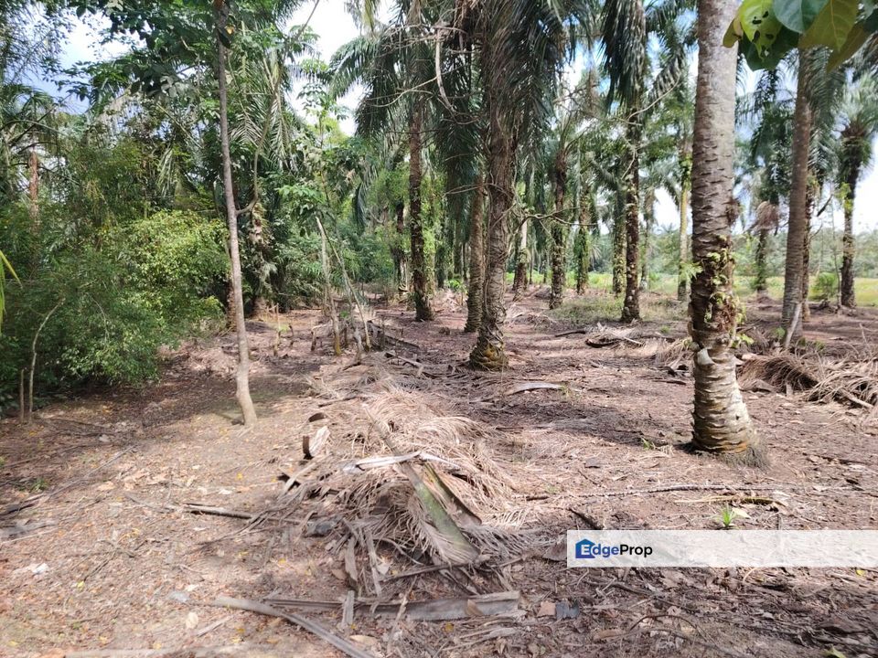 kampung Parit Lapis Semarang Darat Parit Raja Tanah !.8 Ekar, Johor, Parit Raja