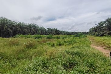 Kampung Parit Gantong Mukim 1 Semerah Batu Pahat Tanah seluas 2.5 Ekar