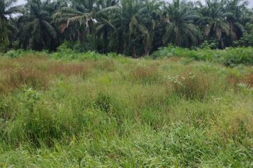 Kampung Parit Gantong Mukim 1 Semerah Batu Pahat Tanah seluas 2.5 Ekar