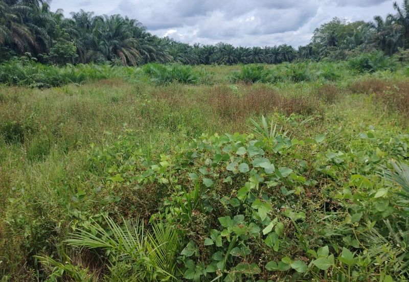 Kampung Parit Gantong Mukim 1 Semerah Batu Pahat Tanah seluas 2.5 Ekar