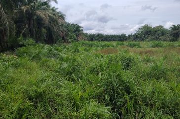 Kampung Parit Gantong Mukim 1 Semerah Batu Pahat Tanah seluas 2.5 Ekar