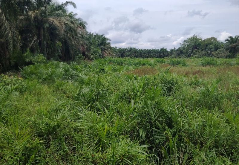 Kampung Parit Gantong Mukim 1 Semerah Batu Pahat Tanah seluas 2.5 Ekar