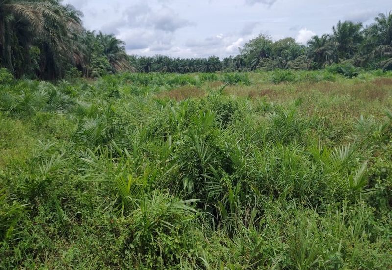 Kampung Parit Gantong Mukim 1 Semerah Batu Pahat Tanah seluas 2.5 Ekar