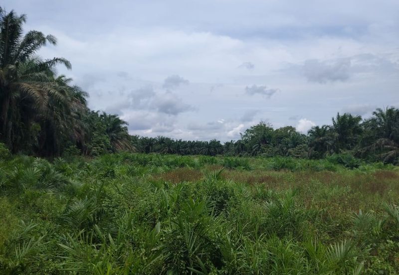 Kampung Parit Gantong Mukim 1 Semerah Batu Pahat Tanah seluas 2.5 Ekar