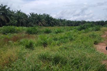 Kampung Parit Gantong Mukim 1 Semerah Batu Pahat Tanah seluas 2.5 Ekar