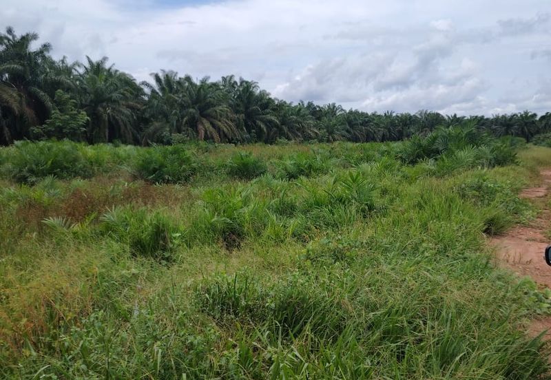 Kampung Parit Gantong Mukim 1 Semerah Batu Pahat Tanah seluas 2.5 Ekar