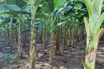 Kampung Sialang Tangkak Tanah Seluas 2.3 Ekar