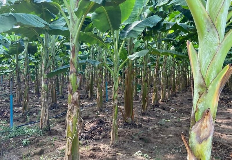 Kampung Sialang Tangkak Tanah Seluas 2.3 Ekar