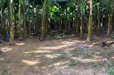 Kampung Sialang Tangkak Tanah Seluas 2.3 Ekar