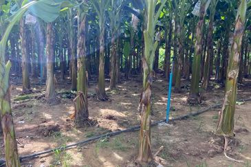 Kampung Sialang Tangkak Tanah Seluas 2.3 Ekar