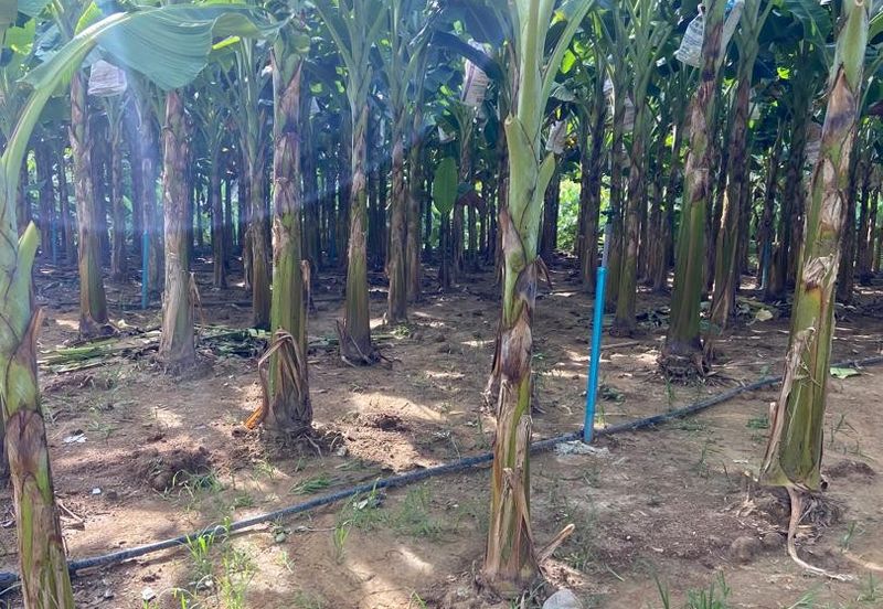 Kampung Sialang Tangkak Tanah Seluas 2.3 Ekar