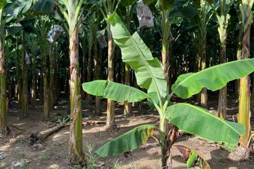 Kampung Sialang Tangkak Tanah Seluas 2.3 Ekar