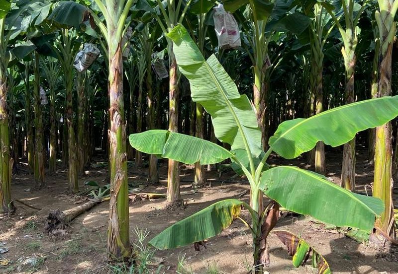 Kampung Sialang Tangkak Tanah Seluas 2.3 Ekar