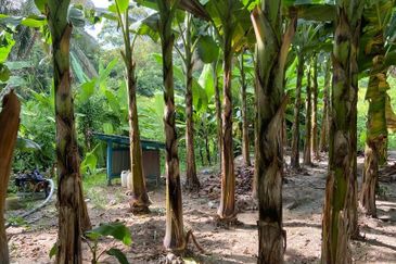 Kampung Sialang Tangkak Tanah Seluas 2.3 Ekar