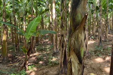 Kampung Sialang Tangkak Tanah Seluas 2.3 Ekar