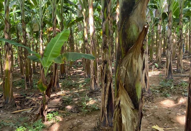 Kampung Sialang Tangkak Tanah Seluas 2.3 Ekar