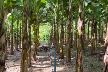 Kampung Sialang Tangkak Tanah Seluas 2.3 Ekar