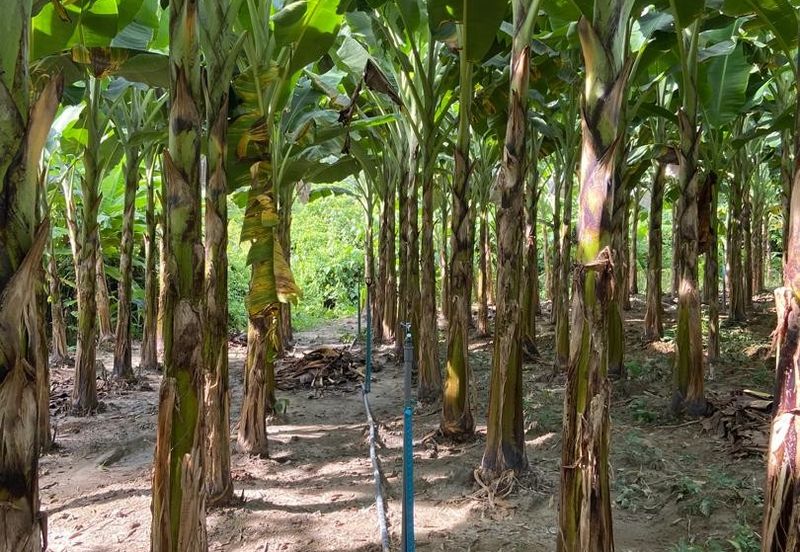 Kampung Sialang Tangkak Tanah Seluas 2.3 Ekar