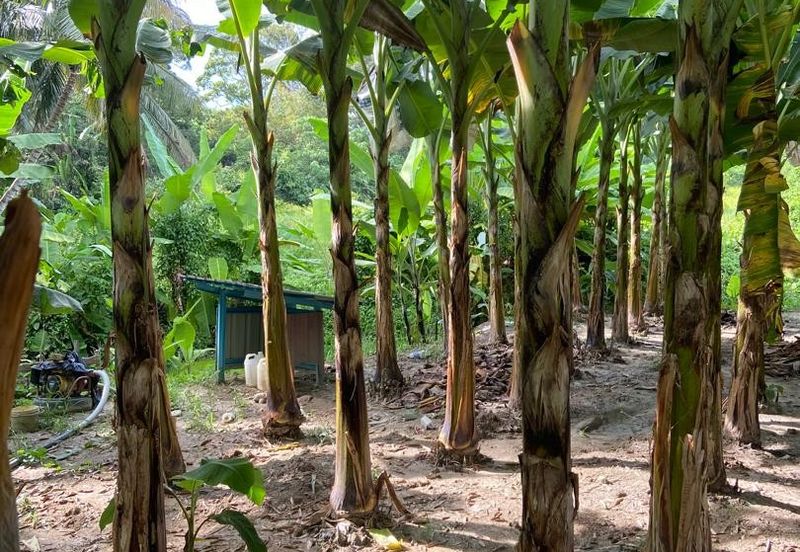 Kampung Sialang Tangkak Tanah Seluas 2.3 Ekar