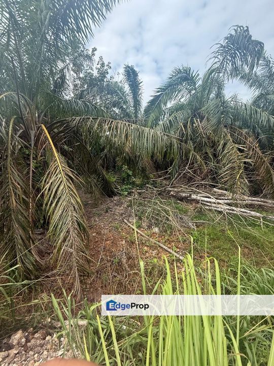 Kampung Hj Ghaffar Yong Peng Tanah 2.8 Ekar, Johor, Yong Peng