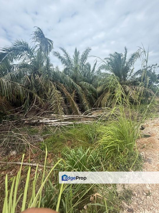 Kampung Hj Ghaffar Yong Peng Tanah 2.8 Ekar, Johor, Yong Peng