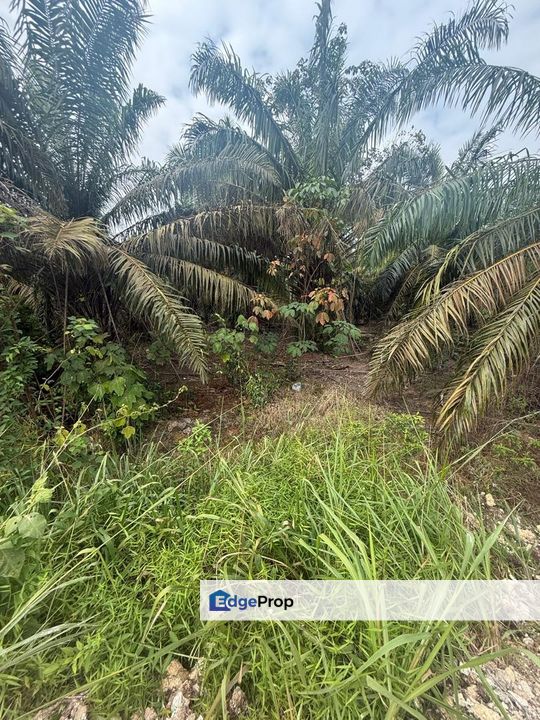 Kampung Hj Ghaffar Yong Peng Tanah 2.8 Ekar, Johor, Yong Peng