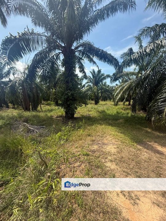 Tanah Seluas 0.7 Ekar Di Kampung Patah Pedang Sungai Ayam Batu Pahat., Johor, Batu Pahat