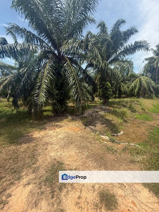 Tanah Seluas 0.7 Ekar Di Kampung Patah Pedang Sungai Ayam Batu Pahat., Johor, Batu Pahat