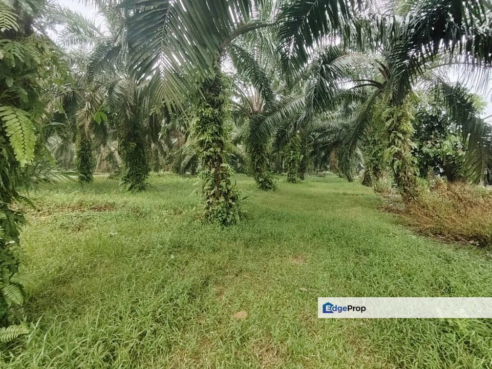 TANAH 1.022 EKAR DI KAMPUNG DALAM AYER BALOI PONTIAN JOHOR , Johor, Pontian