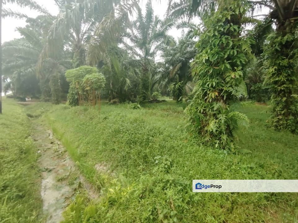 TANAH 1.022 EKAR DI KAMPUNG DALAM AYER BALOI PONTIAN JOHOR , Johor, Pontian